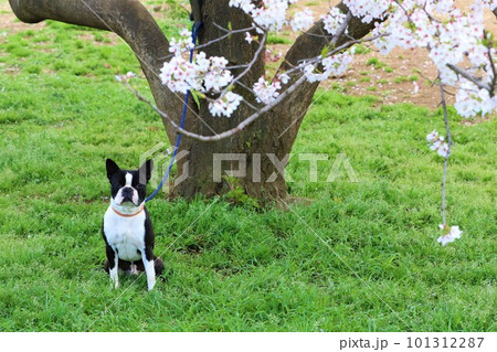 満開の桜の下に座って見つめるボストンテリアのマイティくん♡ 101312287