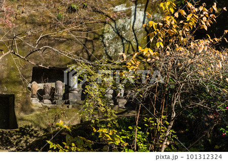 日本 神奈川県鎌倉市のあじさい寺で知られている明月院のやぐら 日本 神奈川県鎌倉市のあじさい寺で知られている明月院のやぐら 101312324