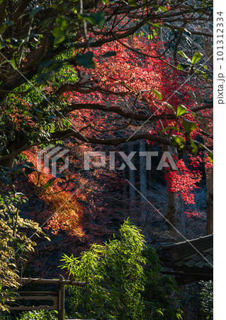 日本　神奈川県鎌倉市のあじさい寺で知られている明月院の境内の紅葉 101312334