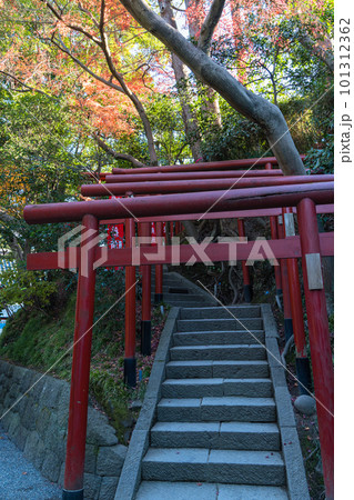 日本 神奈川県鎌倉市の鶴岡八幡宮の境内にある丸山稲荷社の入口の鳥居 日本 神奈川県鎌倉市の鶴岡八幡宮の境内にある丸山稲荷社の入口の鳥居 101312362
