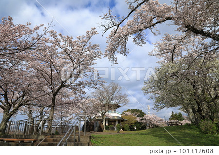 弘法山公園の桜 (  神奈川県 秦野市 ) 101312608
