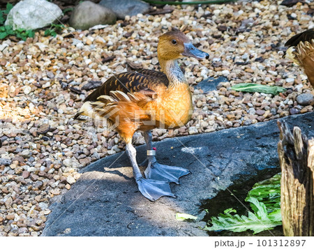 Fulvous Whistling Duck Fulvous Whistling Duck 101312897
