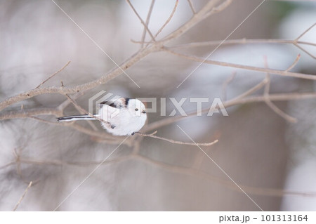 まんまるなシマエナガ まんまるなシマエナガ 101313164