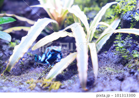 テラリウムの中のマダラヤドクガエル テラリウムの中のマダラヤドクガエル 101313300