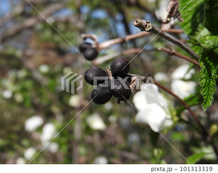 シロヤマブキ（白山吹）：花と種 101313319