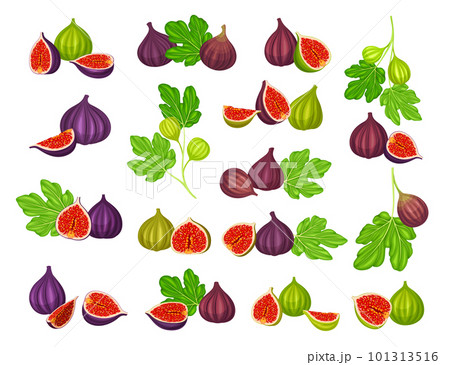 Common Fig or Ficus Plant with Syconium Fruit with Numerous Seeds Big Vector Set 101313516