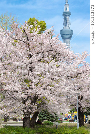 錦糸公園から見える桜の間のスカイツリー 101313573