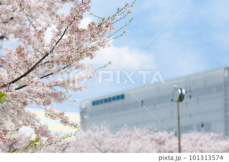 錦糸公園の桜 錦糸公園の桜 101313574