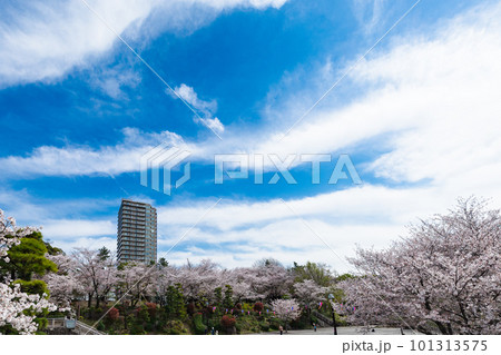 飛鳥山王子公園から見える桜 飛鳥山王子公園から見える桜 101313575