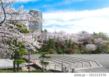 飛鳥山王子公園の桜 飛鳥山王子公園の桜 101313576