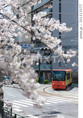 桜並木を走る都電 桜並木を走る都電 101313577