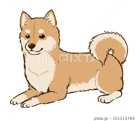 ふせる柴犬（茶柴） 101313769