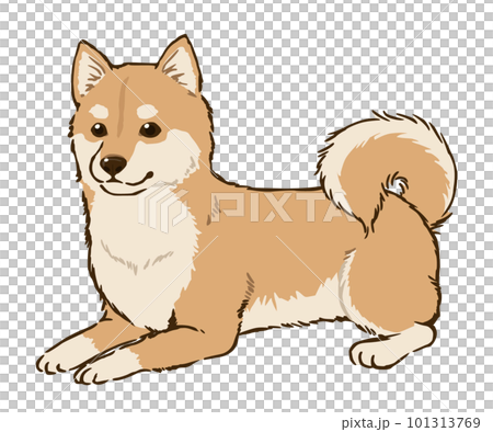 ふせる柴犬（茶柴） 101313769