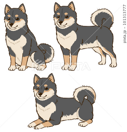 いろんな姿勢の柴犬(黒柴) いろんな姿勢の柴犬(黒柴) 101313777