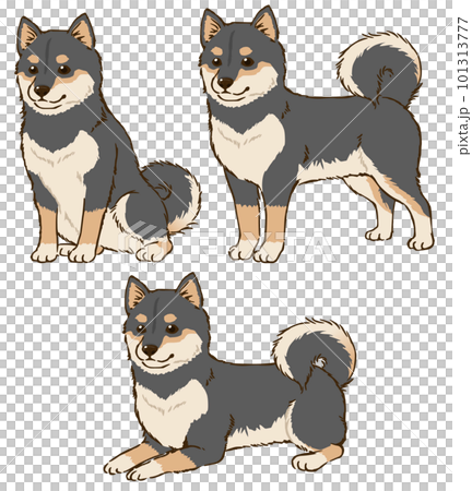 いろんな姿勢の柴犬(黒柴) いろんな姿勢の柴犬(黒柴) 101313777