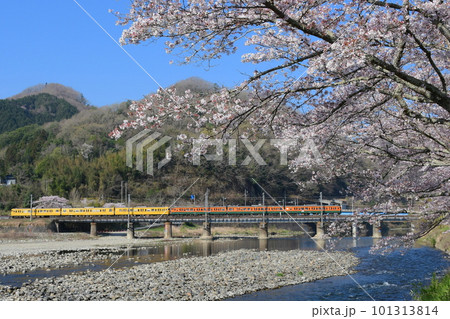 115系　中国地域色＋湘南色と散り際の桜　伯備線　木野山～備中川面 101313814