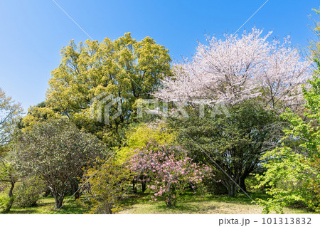 《福岡県》岩戸山古墳・弥生の広場 八女市八女古墳群 《福岡県》岩戸山古墳・弥生の広場 八女市八女古墳群 101313832