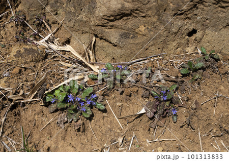 キランソウ 101313833