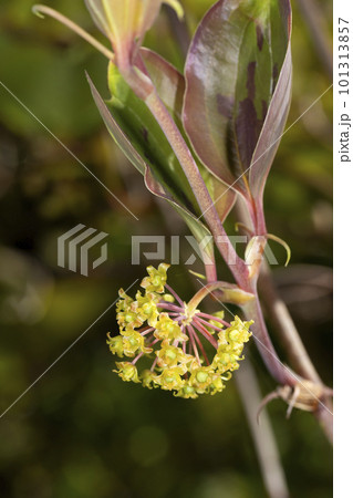 サルトリイバラ 101313857