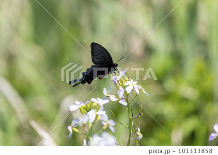 ジャコウアゲハ 101313858
