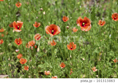 ナガミヒナゲシ ナガミヒナゲシ 101313863
