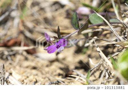 ヒメハギ 101313881