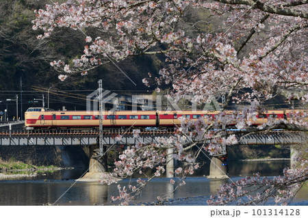381系JNRマーク付国鉄色　特急やくも号と散り際の桜　伯備線　木野山～備中川面 101314128