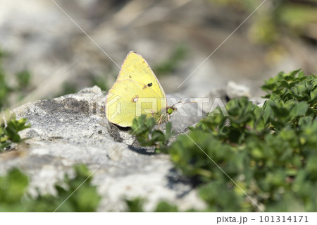 モンキチョウ 101314171