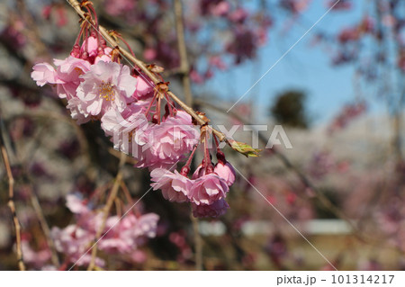 青空を背景に春の花を咲かせる河津桜 青空を背景に春の花を咲かせる河津桜 101314217
