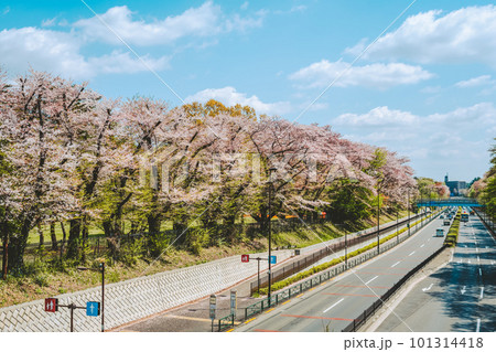 桜並木と新緑を抜ける幹線道路 都道14号 東八道路 2023.04上　c-4 フィルム調 101314418