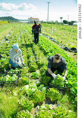 Workers harvesting and stack fresh lettuce in boxes 101314462