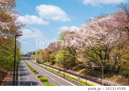 桜並木と新緑を抜ける幹線道路 都道14号 東八道路 2023.04上　e-2 ライトカラー 101314588