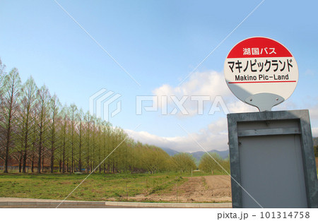 滋賀県マキノピックランドのメタセコイヤ並木 滋賀県マキノピックランドのメタセコイヤ並木 101314758