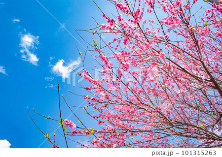 晴れた空と満開の河津桜 晴れた空と満開の河津桜 101315263