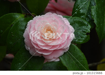 雨に濡れたピンクの椿の花の写真素材 [101315666] - PIXTA