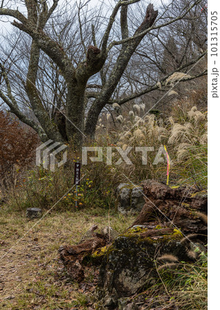 日本 兵庫県朝来市の立雲峡の展望台までの道 日本 兵庫県朝来市の立雲峡の展望台までの道 101315705