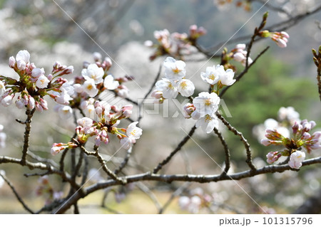 桜の花 101315796
