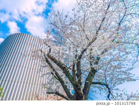 日本の東京都市景観 九段下駅前の昭和館や桜などを望む=4月1日 日本の東京都市景観 九段下駅前の昭和館や桜などを望む=4月1日 101315798