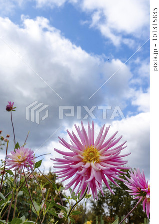 青空に映えるピンクのダリア 101315835