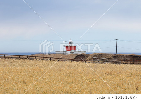北海道　浜中　霧多布岬に建つ湯沸岬灯台 101315877