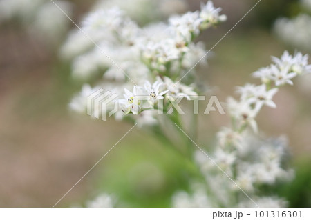 白いタンチョウソウ 白いタンチョウソウ 101316301