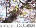 青空も下に咲き誇る桜と葉桜 101316320