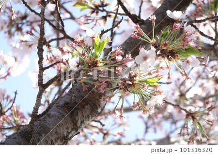 青空も下に咲き誇る桜と葉桜 青空も下に咲き誇る桜と葉桜 101316320