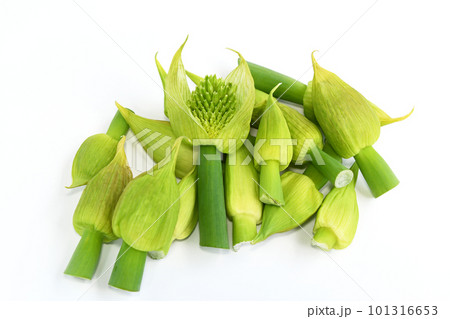 薄い皮をつけたままのネギボウズ 101316653