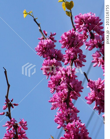 青空と赤紫色のハナズオウ（御神母神社近くの花蘇芳） 101316755