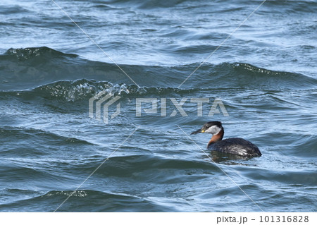 生き物 野鳥 アカエリカイツブリ、三月半ば。夏羽に換羽した個体が千葉県の漁港にいました① 生き物 野鳥 アカエリカイツブリ、三月半ば。夏羽に換羽した個体が千葉県の漁港にいました① 101316828