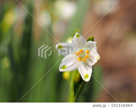 スノーフレーク の花の中のクローズアップ(黄色いおしべと白っぽいめしべ) 101316864