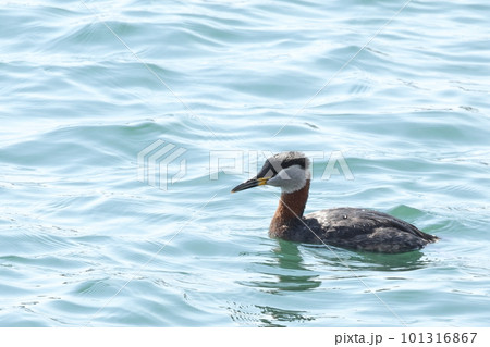 生き物　野鳥　アカエリカイツブリ、頬と首の塗分けが美しい夏羽。微妙に冠羽があるように見えます① 101316867