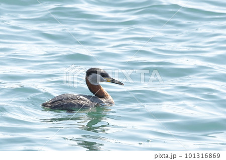 生き物 野鳥 アカエリカイツブリ、頬と首の塗分けが美しい夏羽。微妙に冠羽があるように見えます② 生き物 野鳥 アカエリカイツブリ、頬と首の塗分けが美しい夏羽。微妙に冠羽があるように見えます② 101316869