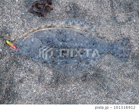 フローティングミノーで釣れた座布団ヒラメ フローティングミノーで釣れた座布団ヒラメ 101316912